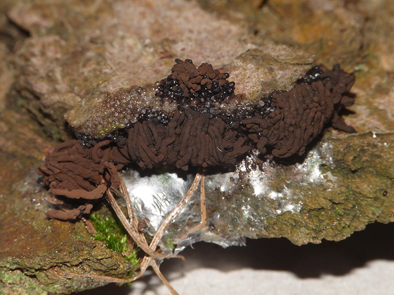 Stemonitis nigrescens?